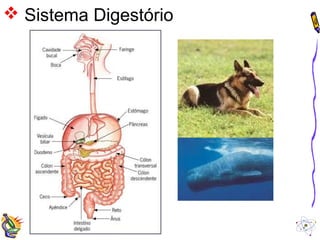  Sistema Digestório 
 