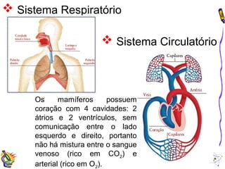  Sistema Respiratório 
 Sistema Circulatório 
Os mamíferos possuem 
coração com 4 cavidades: 2 
átrios e 2 ventrículos, sem 
comunicação entre o lado 
esquerdo e direito, portanto 
não há mistura entre o sangue 
venoso (rico em CO2) e 
arterial (rico em O2). 
 