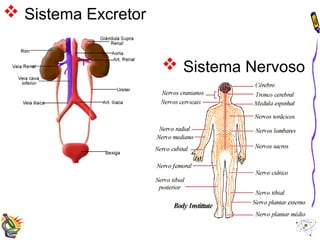  Sistema Excretor 
 Sistema Nervoso 
 