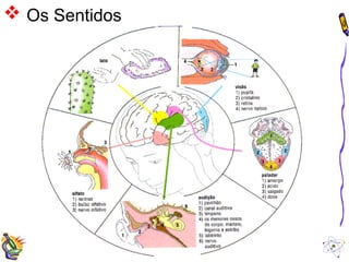  Os Sentidos 
 