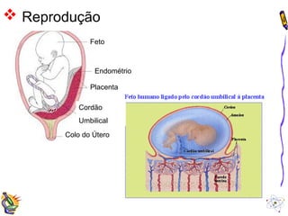 Reprodução 
Feto 
Endométrio 
Placenta 
Cordão 
Umbilical 
Colo do Útero 
 