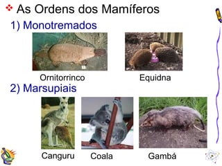  As Ordens dos Mamíferos 
1) Monotremados 
Ornitorrinco Equidna 
2) Marsupiais 
Canguru Coala Gambá 
 