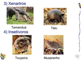 3) Xenartros 
Tamanduá Tatu 
4) Insetívoros 
Toupeira Musaranho 
 