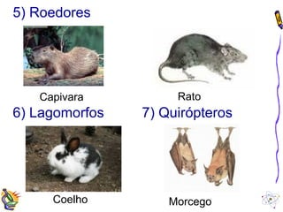 5) Roedores 
Capivara Rato 
6) Lagomorfos 
7) Quirópteros 
Coelho Morcego 
 