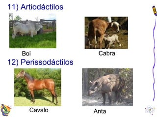 11) Artiodáctilos 
Boi Cabra 
12) Perissodáctilos 
Cavalo Anta 
 