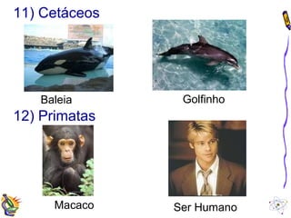 11) Cetáceos 
Baleia Golfinho 
12) Primatas 
Macaco Ser Humano 
 