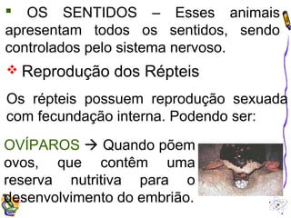  OS SENTIDOS – Esses animais 
apresentam todos os sentidos, sendo 
controlados pelo sistema nervoso. 
 Reprodução dos Répteis 
Os répteis possuem reprodução sexuada 
com fecundação interna. Podendo ser: 
OVÍPAROS  Quando põem 
ovos, que contêm uma 
reserva nutritiva para o 
desenvolvimento do embrião. 
 