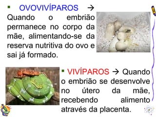  OVOVIVÍPAROS  
Quando o embrião 
permanece no corpo da 
mãe, alimentando-se da 
reserva nutritiva do ovo e 
sai já formado. 
 VIVÍPAROS  Quando 
o embrião se desenvolve 
no útero da mãe, 
recebendo alimento 
através da placenta. 
 