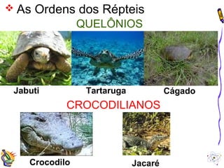  As Ordens dos Répteis 
QUELÔNIOS 
CROCODILIANOS 
Jabuti 
Crocodilo 
Tartaruga Cágado 
Jacaré 
 