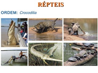 ORDEM: Crocodilia
RÉPTEISRÉPTEIS
 
