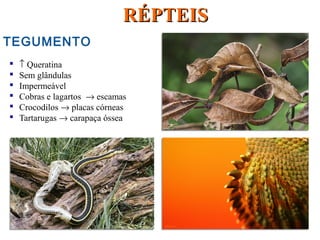 TEGUMENTO
 ↑ Queratina
 Sem glândulas
 Impermeável
 Cobras e lagartos → escamas
 Crocodilos → placas córneas
 Tartarugas → carapaça óssea
RÉPTEISRÉPTEIS
 