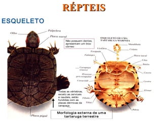 ESQUELETO
Morfologia ext erna de uma
t artaruga t errest re
Não possuem dentes,
apresentam um bico
córneo
Todas as vértebras,
exceto as cervicais
e caudais, estão
fundidas com as
placas dérmicas da
carapaça
RÉPTEISRÉPTEIS
 