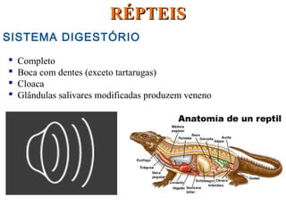 SISTEMA DIGESTÓRIO
 Completo
 Boca com dentes (exceto tartarugas)
 Cloaca
 Glândulas salivares modificadas produzem veneno
RÉPTEISRÉPTEIS
 