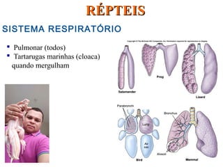 SISTEMA RESPIRATÓRIO
 Pulmonar (todos)
 Tartarugas marinhas (cloaca)
quando mergulham
RÉPTEISRÉPTEIS
 