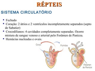 SISTEMA CIRCULATÓRIO
 Fechado
 Coração: 2 átrios e 2 ventrículos incompletamente separados (septo
de Sabatier)
 Crocodilianos: 4 cavidades completamente separadas. Ocorre
mistura de sangue venoso e arterial pelo Forâmen de Panizza.
 Hemácias nucleadas e ovais.
RÉPTEISRÉPTEIS
 