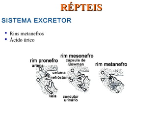 SISTEMA EXCRETOR
 Rins metanefros
 Ácido úrico
RÉPTEISRÉPTEIS
 