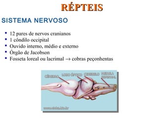 SISTEMA NERVOSO
 12 pares de nervos cranianos
 1 côndilo occipital
 Ouvido interno, médio e externo
 Órgão de Jacobson
 Fosseta loreal ou lacrimal → cobras peçonhentas
RÉPTEISRÉPTEIS
 