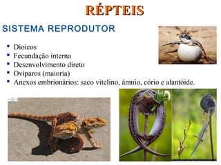 SISTEMA REPRODUTOR
 Dioicos
 Fecundação interna
 Desenvolvimento direto
 Ovíparos (maioria)
 Anexos embrionários: saco vitelino, âmnio, cório e alantóide.
RÉPTEISRÉPTEIS
 