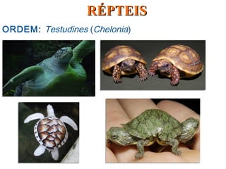 ORDEM: Testudines (Chelonia)
RÉPTEISRÉPTEIS
 