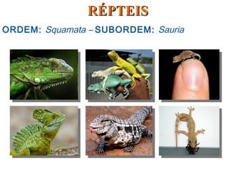 ORDEM: Squamata – SUBORDEM: Sauria
RÉPTEISRÉPTEIS
 