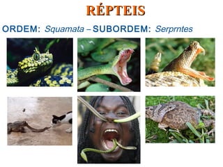 ORDEM: Squamata – SUBORDEM: Serprntes
RÉPTEISRÉPTEIS
 