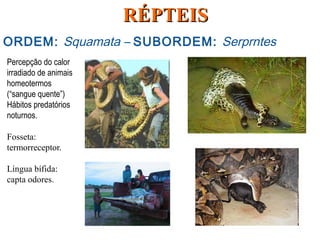 ORDEM: Squamata – SUBORDEM: Serprntes
Percepção do calor
irradiado de animais
homeotermos
(“sangue quente”)
Hábitos predatórios
noturnos.
Fosseta:
termorreceptor.
Língua bífida:
capta odores.
RÉPTEISRÉPTEIS
 