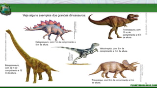 Veja alguns exemplos dos grandes dinossauros:
Braquiossauro,
com 22 m de
comprimento e 12
m de altura.
Tiranossauro, com
1...