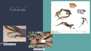 Ciclodevida
11
serpente vivípara
Serpente ovípara
 