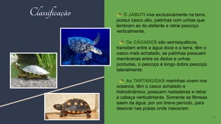 Classificação
13
🐢 O JABUTI vive exclusivamente na terra,
possui casco alto, patinhas com unhas que
lembram as do elefante e retrai pescoço
verticalmente.
🐢 Os CÁGADOS são semiaquáticos,
transitam entre a água doce e a terra, têm o
casco mais achatado, as patinhas possuem
membranas entre os dedos e unhas
pontudas, o pescoço é longo dobra pescoço
lateralmente.
🐢 As TARTARUGAS marinhas vivem nos
oceanos, têm o casco achatado e
hidrodinâmico, possuem nadadeiras e retrai
a cabeça verticalmente. Somente as fêmeas
saem da água, por um breve período, para
desovar nas praias onde nasceram.
 