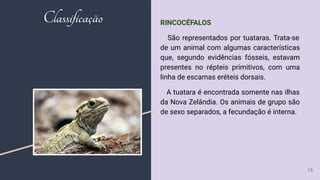 RINCOCÉFALOS
São representados por tuataras. Trata-se
de um animal com algumas características
que, segundo evidências fósseis, estavam
presentes no répteis primitivos, com uma
linha de escamas eréteis dorsais.
A tuatara é encontrada somente nas ilhas
da Nova Zelândia. Os animais de grupo são
de sexo separados, a fecundação é interna.
15
Classificação
 