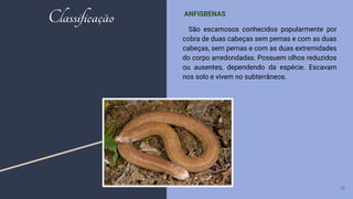 ANFISBENAS
São escamosos conhecidos popularmente por
cobra de duas cabeças sem pernas e com as duas
cabeças, sem pernas e com as duas extremidades
do corpo arredondadas. Possuem olhos reduzidos
ou ausentes, dependendo da espécie. Escavam
nos solo e vivem no subterrâneos.
18
Classificação
 
