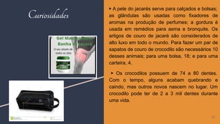 Curiosidades
▶ A pele do jacarés serve para calçados e bolsas;
as glândulas são usadas como fixadores de
aromas na produção de perfumes; a gordura é
usada em remédios para asma e bronquite. Os
artigos de couro de jacaré são considerados de
alto luxo em todo o mundo. Para fazer um par de
sapatos de couro de crocodilo são necessários 10
desses animais; para uma bolsa, 18; e para uma
carteira, 4.
▶ Os crocodilos possuem de 74 a 80 dentes.
Com o tempo, alguns acabam quebrando e
caindo, mas outros novos nascem no lugar. Um
crocodilo pode ter de 2 a 3 mil dentes durante
uma vida.
22
 