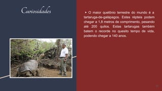 Curiosidades ▶ O maior quelônio terrestre do mundo é a
tartaruga-de-galápagos. Estes répteis podem
chegar a 1,8 metros de comprimento, pesando
até 200 quilos. Estas tartarugas também
batem o recorde no quesito tempo de vida,
podendo chegar a 140 anos.
23
 