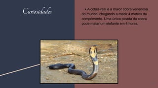Curiosidades ▶ A cobra-real é a maior cobra venenosa
do mundo, chegando a medir 4 metros de
comprimento. Uma única picada da cobra
pode matar um elefante em 4 horas.
24
 