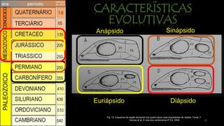 Fig. 12: Esquema da região temporal nos quatro tipos mais importantes de répteis. Fonte: F.
Harvey et al ,A vida dos vertebrados 4º Ed. 2008
Anápsido Sinápsido
DiápsidoEuriápsido
10
 