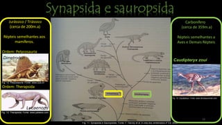 Fig. 11: Synapsida e Sauropsidas. Fonte: F. Harvey et al ,A vida dos vertebrados 4º Ed. 2008
Jurássico / Triássico
(cerca de 200m.a)
Répteis semelhantes aos
mamíferos.
Ordem: Pelycosauria
Ordem: Therapsida
Fig. 12: Pelycosauria. Fonte: www.uua.cn
Fig. 13: Therapsida. Fonte: www.palaeos.com
Lycaenops
Dimetrodon
Carbonífero
(cerca de 359m.a)
Répteis semelhantes a
Aves e Demais Répteis
Fig. 14: Caudipteryx. Fonte: www.dinossaursinart.com
Caudipteryx zoui
13
 