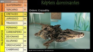 21
Fig. 29: Fóssil de Crocodilo Fonte: www.fóssil.wikia.com
Ordem: Crocodilia
 