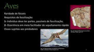Raridade de fósseis
Requisitos de fossilização:
1- Indivíduo deve ter partes, passíveis de fossilização;
2- Ocorrência em meio facilitador de sepultamento rápido
Ossos sujeitos aos predadores
24
Fig. 33: Fóssil de Pterosauro encontrado
na China. Fonte: gajitz.com
Fig. 32: Representação do ambiente do Pterosauro
Fonte: sofadasala-noticias.blogspot.com
 