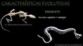 ESQUELETO
Do latim reptare = rastejar
Fig . 7: Osteologia dos répteis. Fonte: www.ciênciashoje.uol.com.br
Fig . 8: Osteologia dos répteis. Fonte: www.ciênciashoje.uol.com.br
9
 