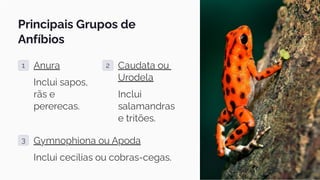Principais Grupos de
Anfíbios
1 Anura
Inclui sapos,
rãs e
pererecas.
2 Caudata ou
Urodela
Inclui
salamandras
e tritões.
3 Gymnophiona ou Apoda
Inclui cecílias ou cobras-cegas.
 