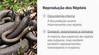 Reprodução dos Répteis
1 Fecundação interna
A fecundação ocorre
internamente nos répteis.
2 Ovíparos, ovovivíparos e vivíparos
A maioria das espécies de répteis
são ovíparas, mas existem
também representantes
ovovivíparos e vivíparos.
 