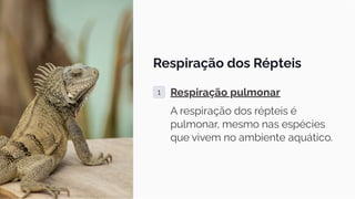 Respiração dos Répteis
1 Respiração pulmonar
A respiração dos répteis é
pulmonar, mesmo nas espécies
que vivem no ambiente aquático.
 