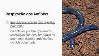 Respiração dos Anfíbios
1 Respiração cutânea, branquial e
pulmonar
Os anfíbios podem apresentar
respiração cutânea, branquial ou
pulmonar, dependendo da fase
de vida observada.
 