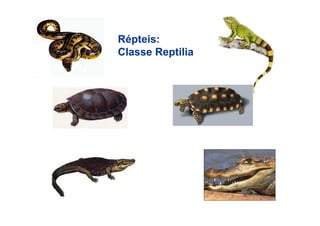 Répteis:
Classe Reptilia
 