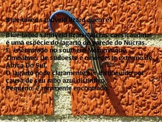 Blue-tailed sandveld lizard quem é? Blue-tailed sandveld lizars(Nucras caesicaudata) é uma espécie do lagarto de parede do Nucras. É  encontrado no southern Mozambique, Zimbabwe. De sudoeste e o nordeste extremo de África Do Sul.  O lagarto pode claramente ser distinguido por causa de seu rabo azul distintivo.  Pequeno, é raramente encontrado. 