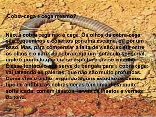 “ Cobra-cega é cega mesmo? Não, a cobra cega não é cega. Os olhos da cobra-cega são pequeninos e cobertos por uma escama, ou por um osso. Mas, para compensar a falta de visão, existe entre os olhos e o nariz da cobra-cega um tentáculo sensorial, mole e pontudo,que ora se espicha e ora se encolhe.  É esse tentáculo que serve de bengala para a cobra cega: vai tateando as galerias, que não são muito profundas.  Como vive o bicho: segundo alguns estudiosos desse tipo de anfíbio, as cobras cegas têm uma dieta muito sofisticada: comem insetos, larvas de insetos e vermes da terra.  