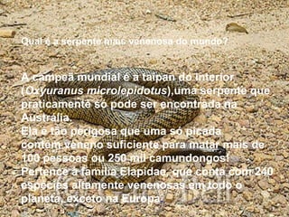 Qual é a serpente mais venenosa do mundo? A campeã mundial é a taipan do interior ( Oxyuranus   microlepidotus ),uma serpente que praticamente só pode   ser encontrada na Austrália.  Ela é tão perigosa que uma só picada contém veneno suficiente para matar mais de 100 pessoas ou 250 mil camundongos! Pertence à família Elapidae, que conta com 240 espécies altamente venenosas em todo o planeta, exceto na Europa . 