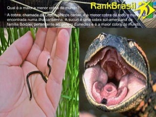 Qual é a maior e menor serpente? Qual é a maior e menor cobra do mundo? A cobra, chamada de Leptotyphlops carlae, é a menor cobra de todo o mundo,foi encontrada numa ilha caribenha. A sucuri é uma cobra sul-americana da família Boidae, pertencente ao género  Eunectes  e é a maior cobra do mundo. 