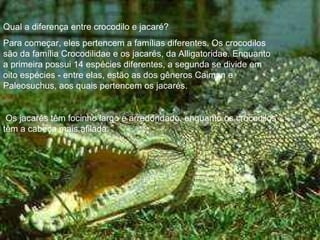 . Qual a diferença entre crocodilo e jacaré? Para começar, eles pertencem a famílias diferentes. Os crocodilos são da família Crocodilidae e os jacarés, da Alligatoridae. Enquanto a primeira possui 14 espécies diferentes, a segunda se divide em oito espécies - entre elas, estão as dos gêneros Caiman e Paleosuchus, aos quais pertencem os jacarés. Os jacarés têm focinho largo e arredondado, enquanto os crocodilos têm a cabeça mais afilada.  