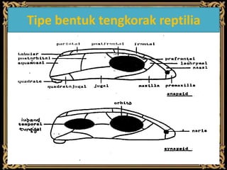 Tipe bentuk tengkorak reptilia
 